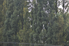 ILN_0194